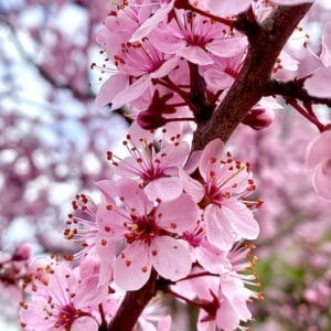 Sakura - Monthly membership marzo 2025